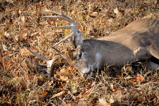 A large whitetail deer taken by a hunter.