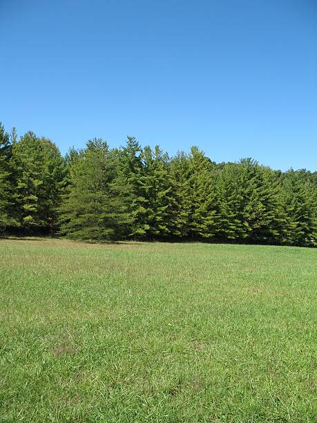 istock Field of Pines 174895892