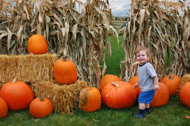 Pumpkin Delight stock photo