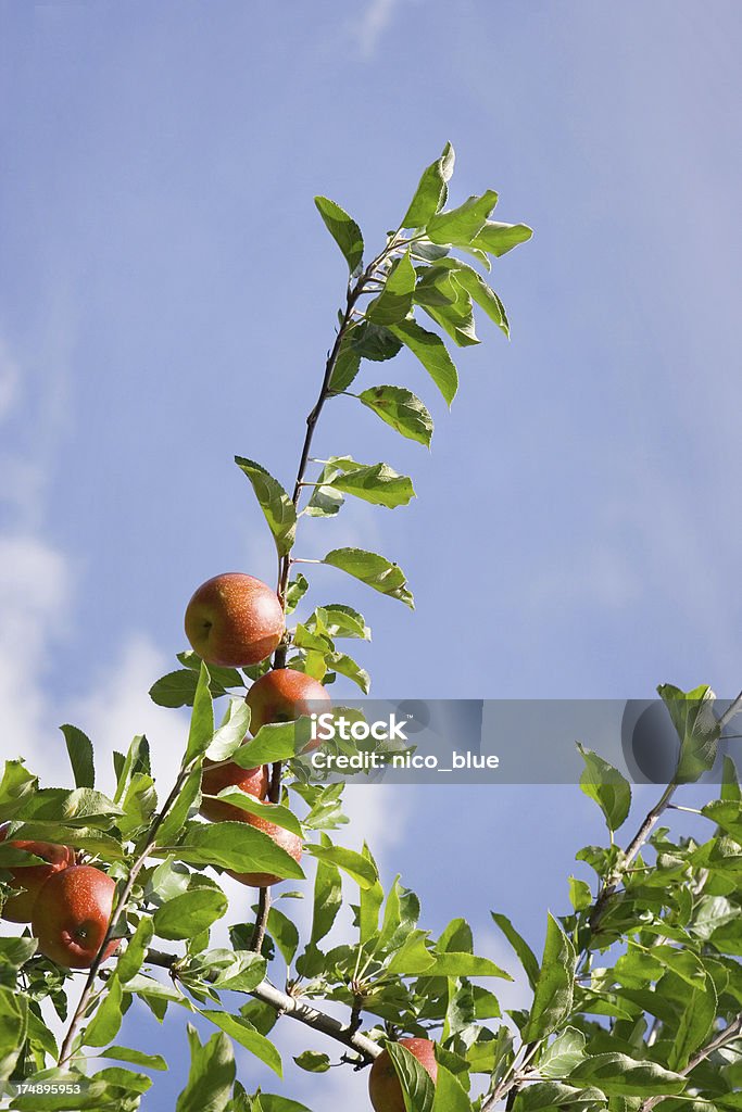 Pommes sur la succursale - Photo de Agriculture libre de droits