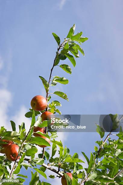 Jabłka Na Oddział - zdjęcia stockowe i więcej obrazów Biologia - Nauka - Biologia - Nauka, Czerwony, Dojrzały