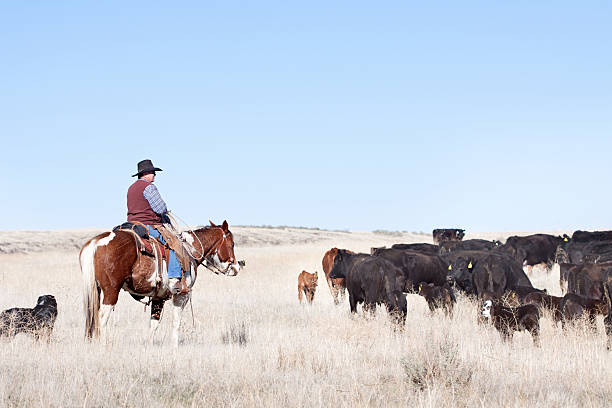 istock Cowboy Herding of Angus Cattle on Open Range 174895954