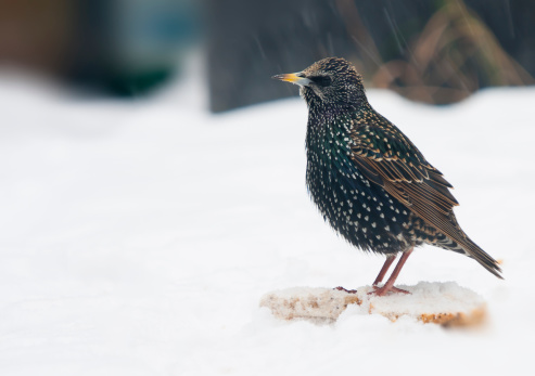 A starling standing on a piece of bread in the snow.