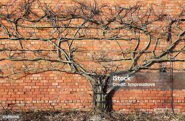 Glyzine Im Winter Stockfoto und mehr Bilder von Glyzine - Glyzine, Winter, Baum