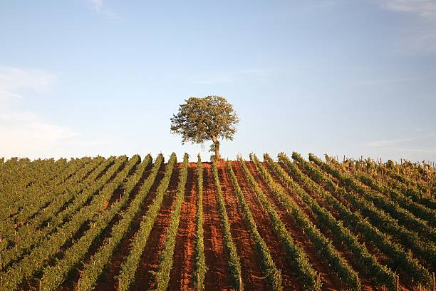 一本の木��のブドウ園 - vineyard tuscany italy italian culture ストックフォトと画像