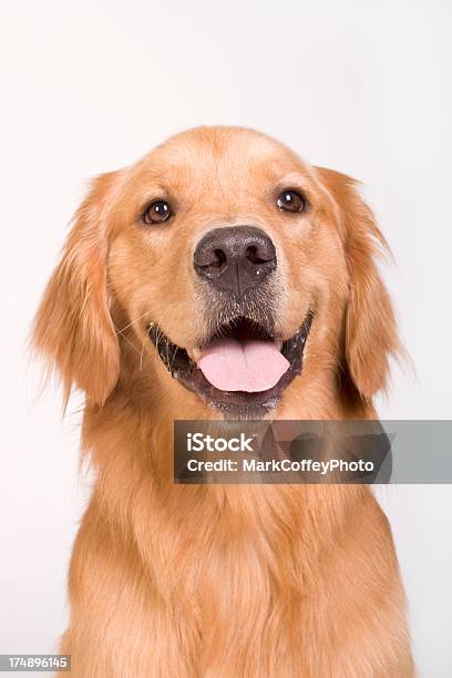 Foto de Labrador Dourado Tight Foto e mais fotos de stock de Cão - Cão, Labrador Dourado - Cão de Busca, Animal