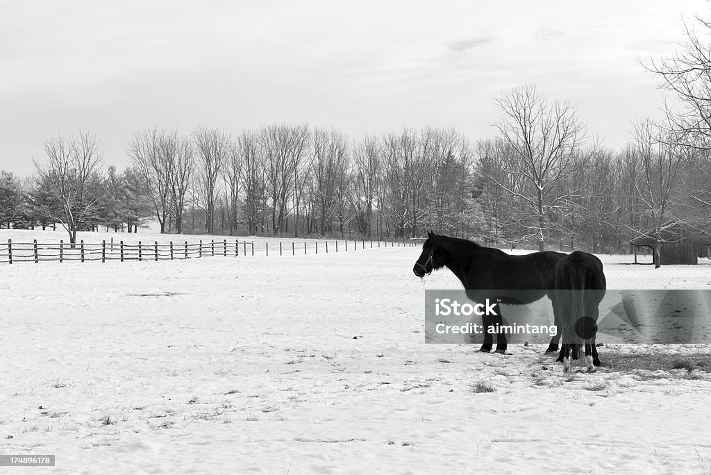 Cavalli in fattoria - Foto stock royalty-free di Albero