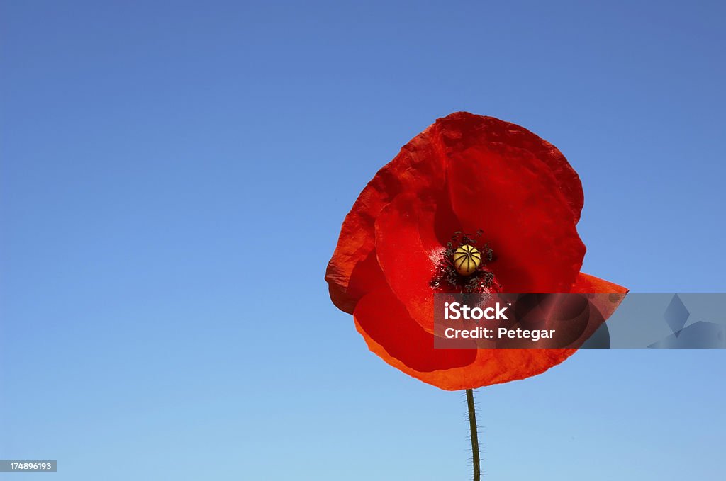 Amapola - Foto de stock de Día del Recuerdo libre de derechos