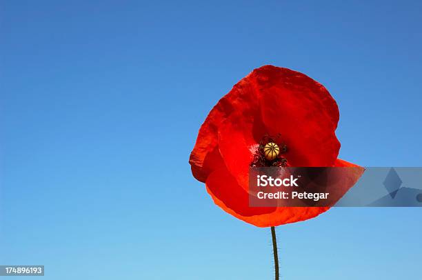 Amapola Foto de stock y más banco de imágenes de Día del Recuerdo - Día del Recuerdo, Día británico del armisticio, Amapola - Planta