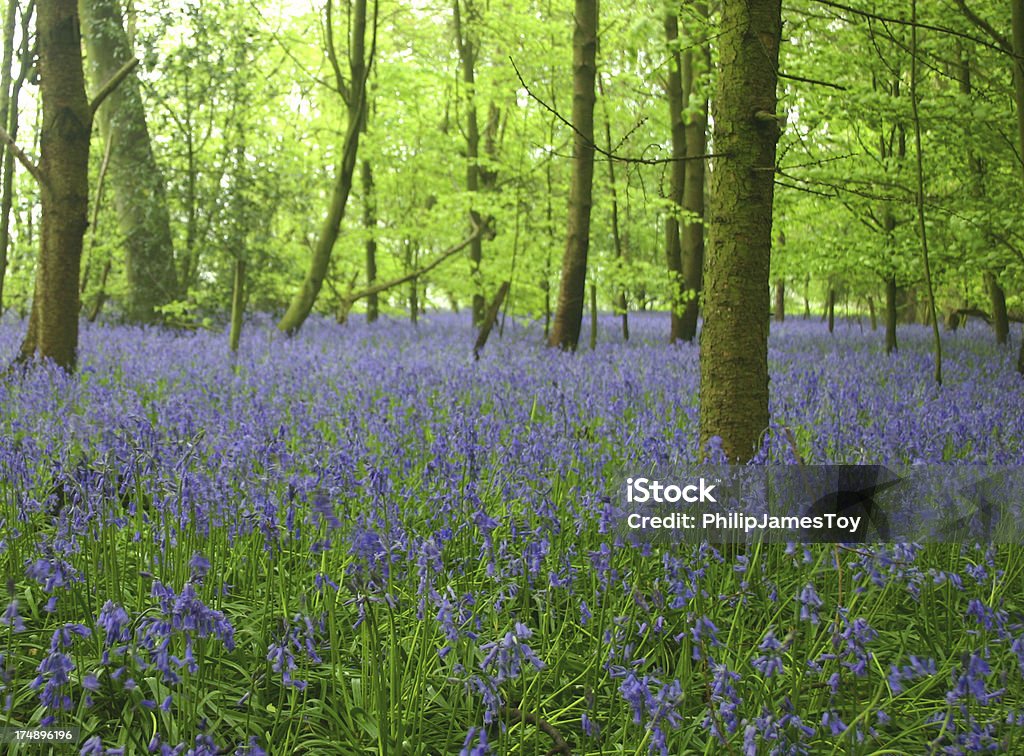 Campo de flores campainhas - Foto de stock de High Wycombe royalty-free