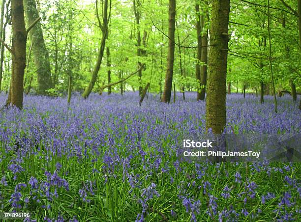 Foto de Campo De Flores Campainhas e mais fotos de stock de High Wycombe - High Wycombe, Campo de flores campainhas, Azul