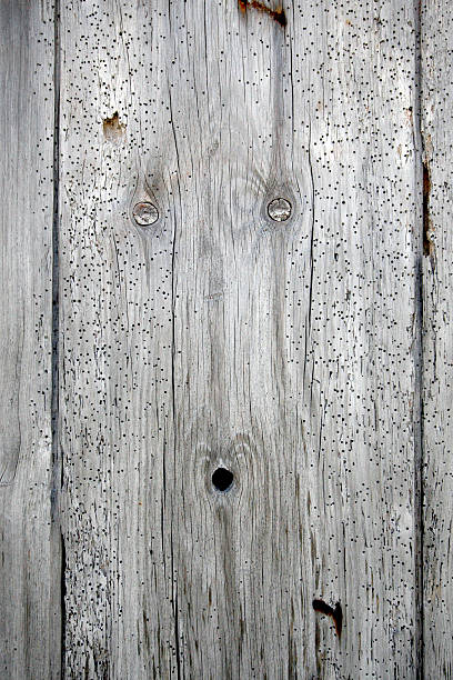 Old Worm eaten weathered wood plank stock photo