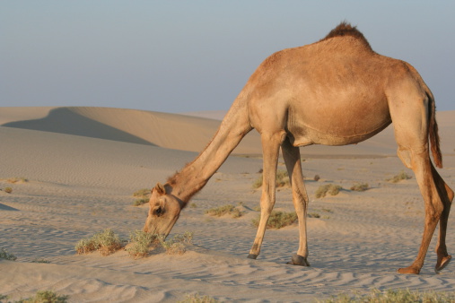 camel grazing in the desert