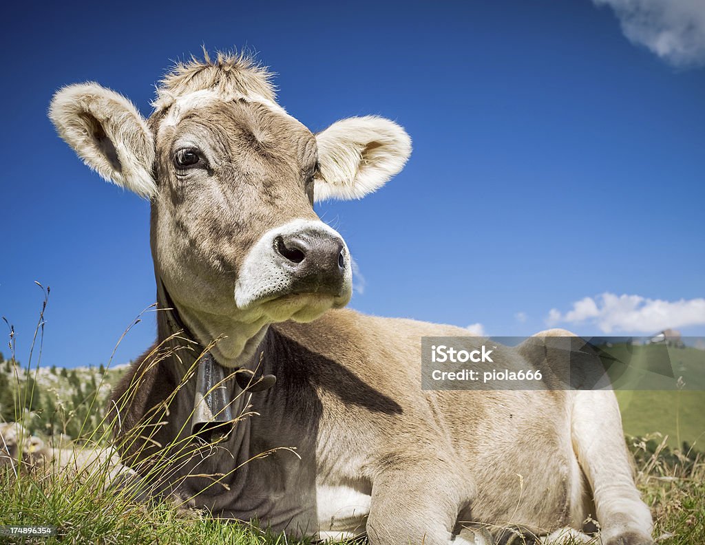 Vaca Dolomiti italiana - Foto de stock de Agricultura royalty-free