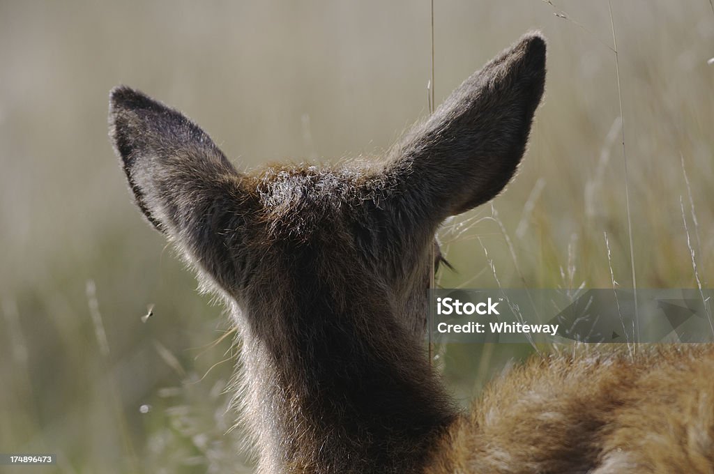 Widok z tyłu duże uszy alert red deer Jelonek - Zbiór zdjęć royalty-free (Czujność)