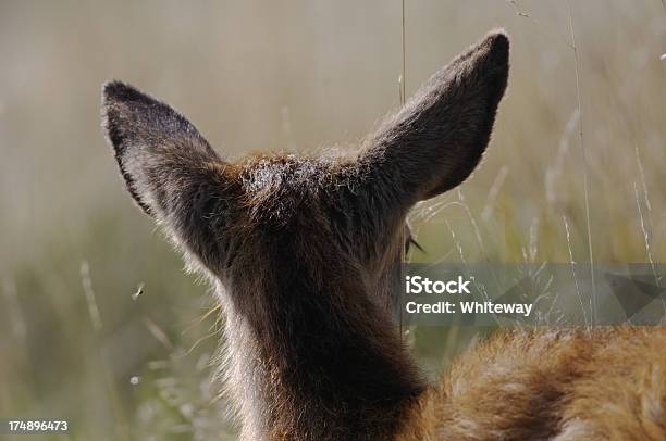 Widok Z Tyłu Duże Uszy Alert Red Deer Jelonek - zdjęcia stockowe i więcej obrazów Czujność - Czujność, Część ciała zwierzęcia, Fotografika