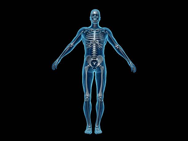 istock Human body of a man with skeleton for study 174896483