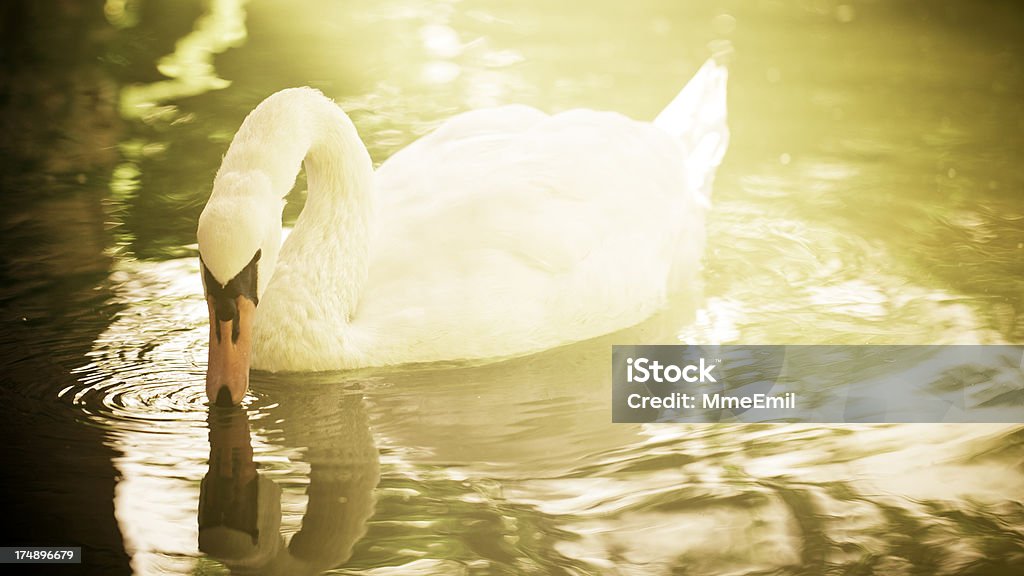 cygne - Photo de Boire libre de droits