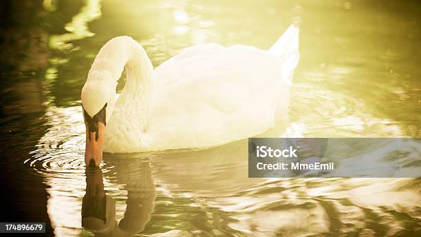 Photo libre de droit de Cygne banque d'images et plus d'images libres de droit de Boire - Boire, Cygne, Animaux à l'état sauvage