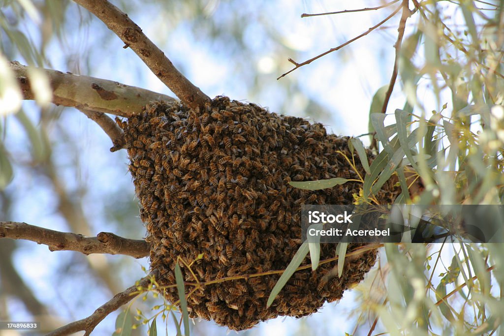 Swarm of bees "Bees swarm around their queen on an Australian eucalyptus branch. There is motion blur across the whole ball of bees, as they are all fanning their wings to keep the colony cool." Bee Stock Photo