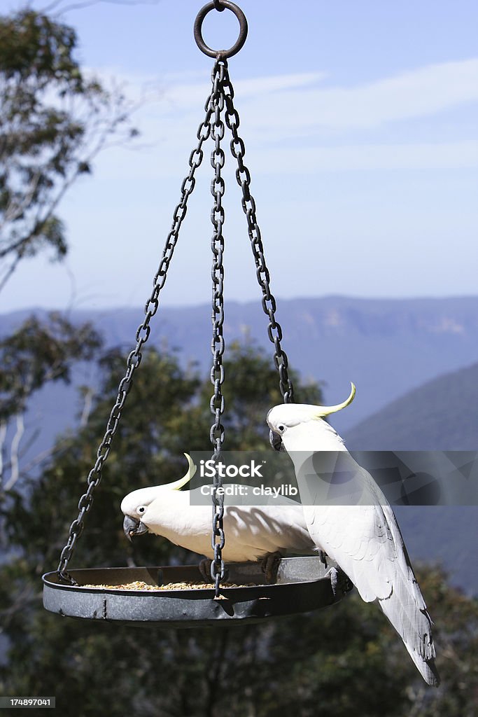Australiano cockatoos ciuffo - Foto stock royalty-free di Ambientazione esterna