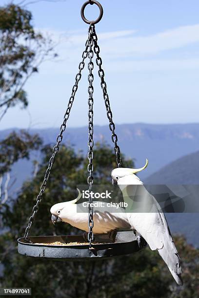 Australiano Cockatoos Ciuffo - Fotografie stock e altre immagini di Ambientazione esterna - Ambientazione esterna, Ambientazione tranquilla, Animale