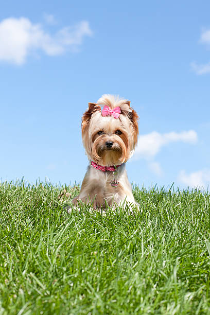 A cute Yorkshire Terrier with a red bow stands in a lush green field of tall grass. The small, well-groomed dog looks directly at the camera with an alert expression.