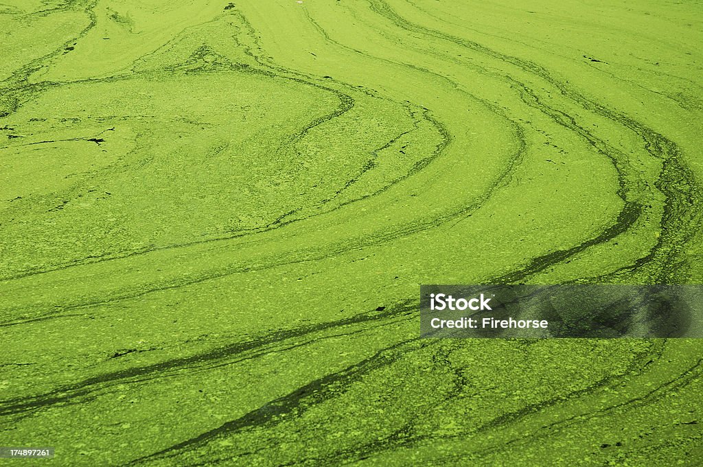 Eutrophic 녹색 연못 - 로열티 프리 조류 스톡 사진