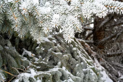 Snow-covered pine tree branch at sunset with ice fog in winter.