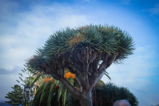 Botanical garden of Santa Cruz de Tenerife