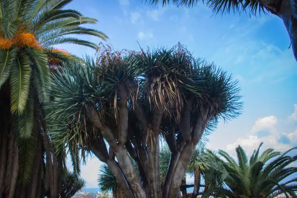 Botanical garden of Santa Cruz de Tenerife