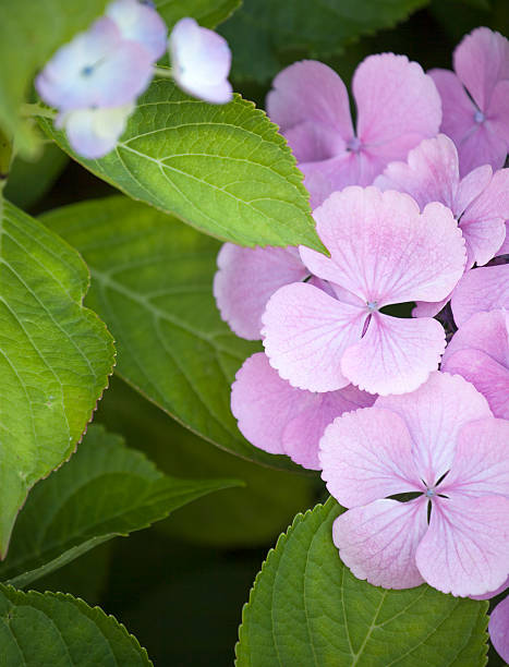 istock Close up of Hydrangea macrophylla flowers. 174897526