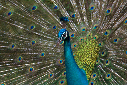 Female peacock resting in the shade
