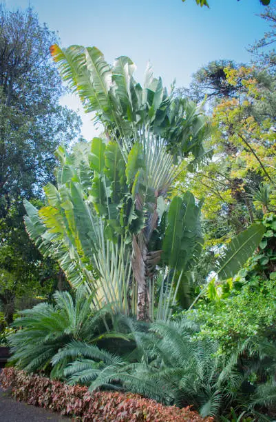 Botanical garden of Santa Cruz de Tenerife