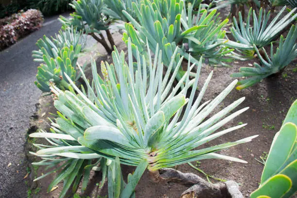 Botanical garden of Santa Cruz de Tenerife