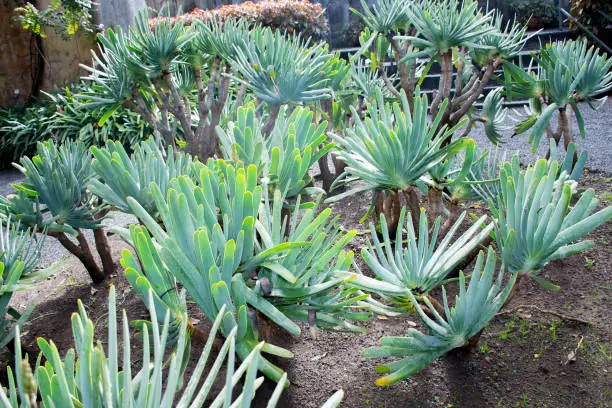 Botanical garden of Santa Cruz de Tenerife