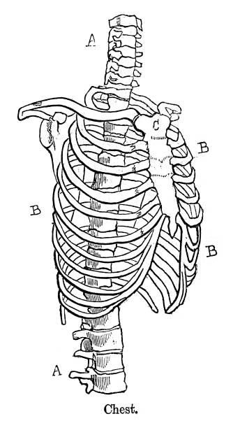 ilustrações de stock, clip art, desenhos animados e ícones de humano do peito - floating rib