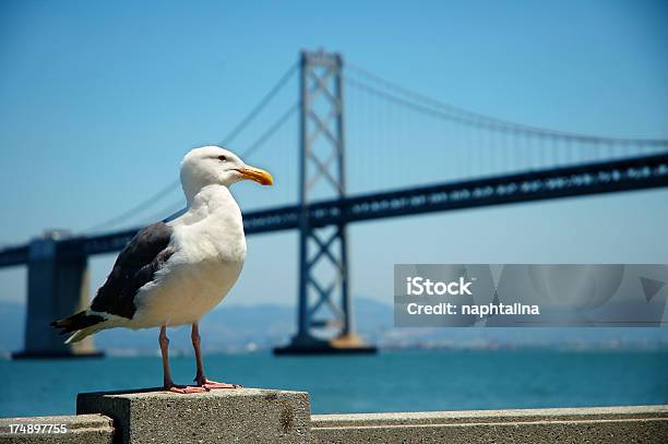 Ponte Baia Di San Francisco E Un Gabbiano - Fotografie stock e altre immagini di Acqua - Acqua, Angolo acuto, Animale