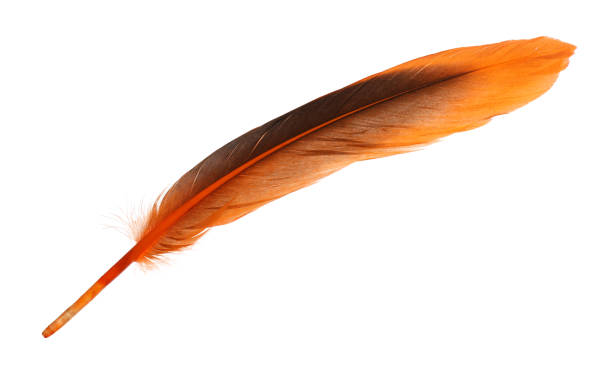 istock Beautiful orange bird feather isolated on white 1748979515