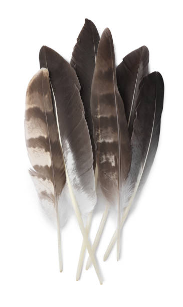 istock Many beautiful bird feathers isolated on white, top view 1748980693