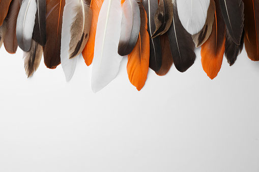 Many different bird feathers on white background, flat lay. Space for text