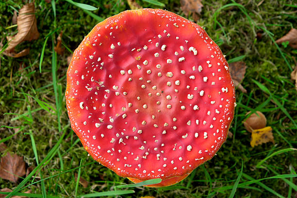 cogumelo venenoso: agárico (amanita muscaria) a partir de cima - mushroom fly agaric mushroom photograph toadstool imagens e fotografias de stock