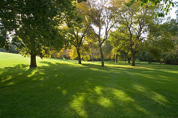 An urban park in the early autumn morning light at Lake Harriet, Minneapolis, Minnesota, USA. Trees cast long shadows on the lush green lawn grass as sunlight filters through leaves. An idyllic scenic natural woodland landscape in a horizontal format with copy space and no people.