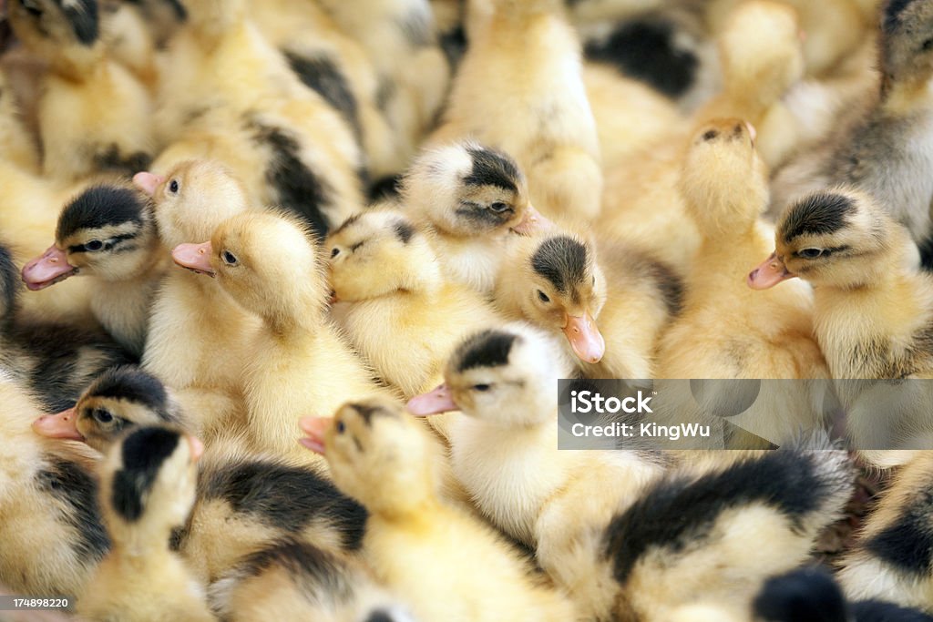 Groupe de canards bébé - Photo de Beauté libre de droits