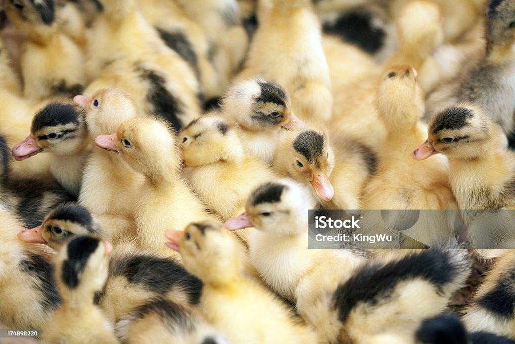 Group of baby ducks Group of baby ducks. Animal Stock Photo