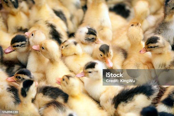 Group Of Baby Ducks Stock Photo - Download Image Now - Animal, Beauty, Bird