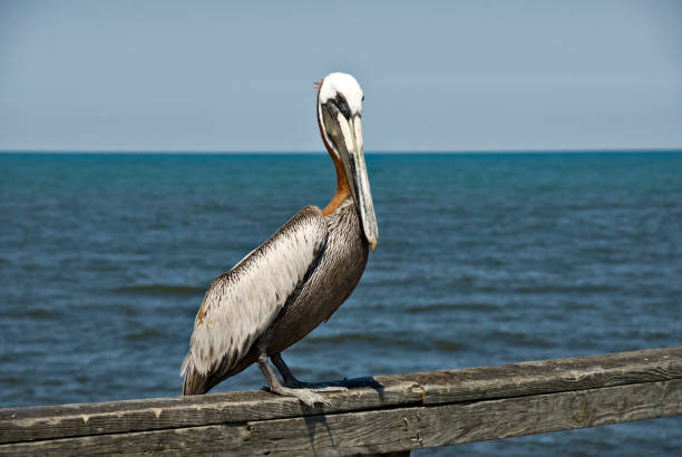 istock Brown Pelican Sitting On Pier 174898369