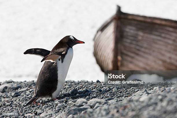 Antartide Pinguino Papua Sullisola Di Mezzaluna - Fotografie stock e altre immagini di Acqua - Acqua, Ambientazione esterna, Animale