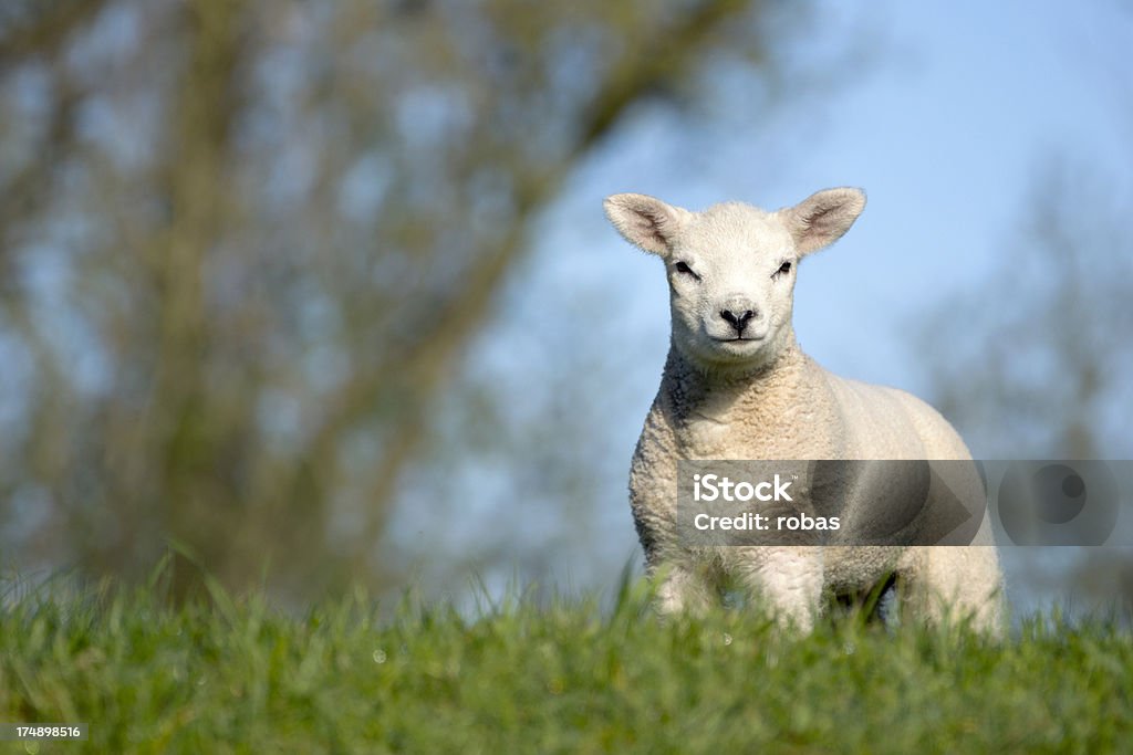 Agneau sur un polder - Photo de Agneau - Animal libre de droits