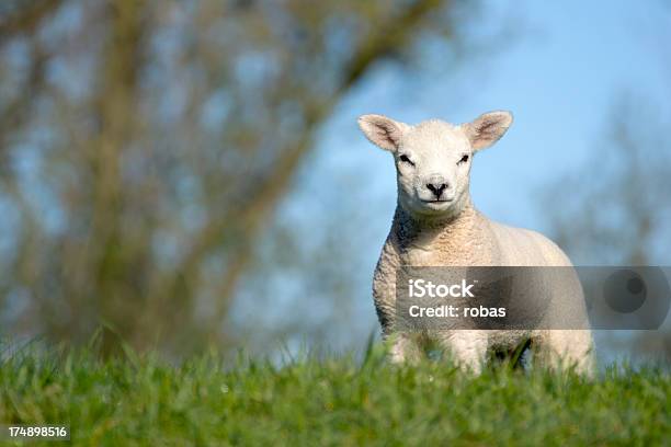 양고기 A Dyke 0명에 대한 스톡 사진 및 기타 이미지 - 0명, 낙농장, 네덜란드